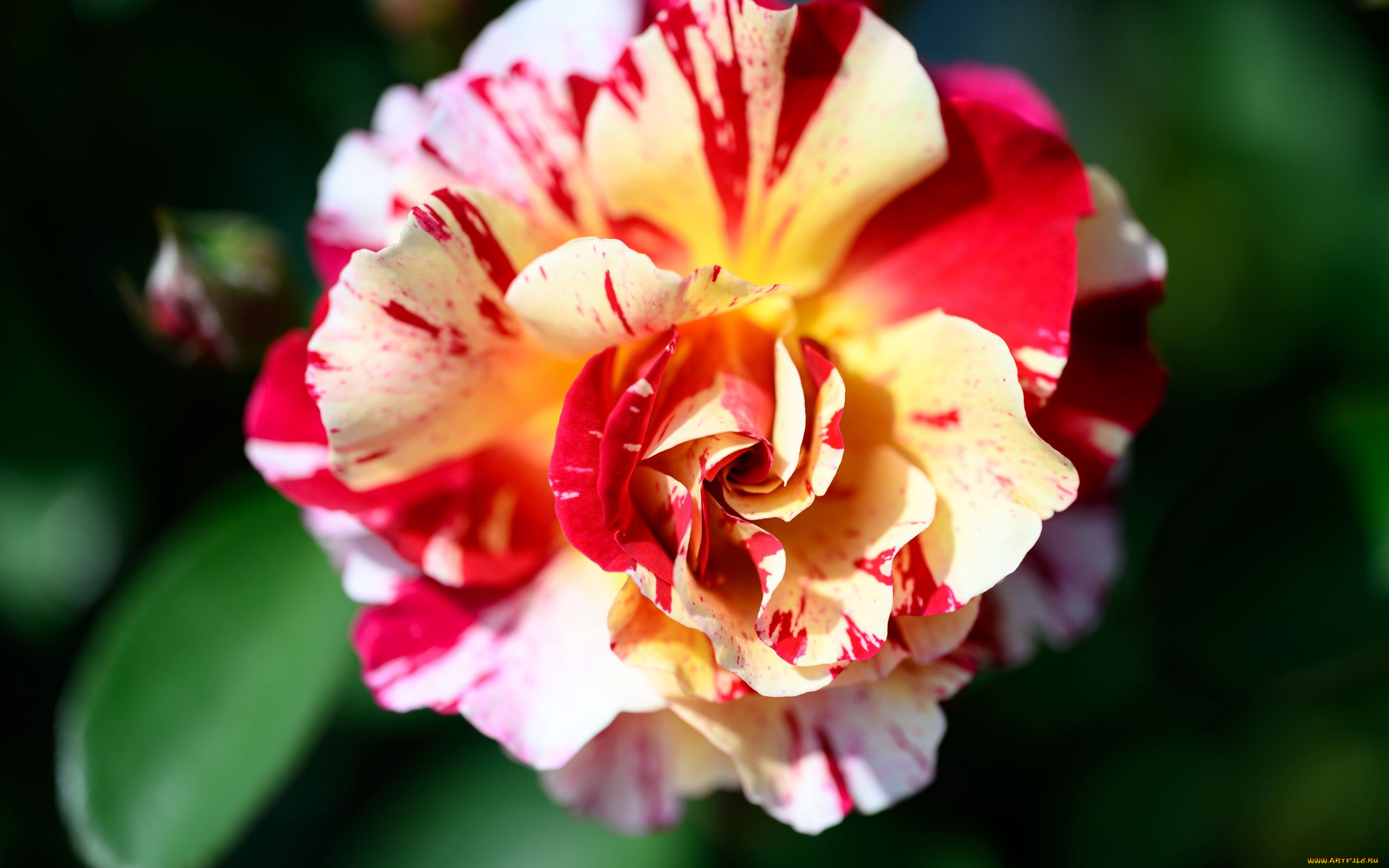 �����, ����, �����������, ����, �����